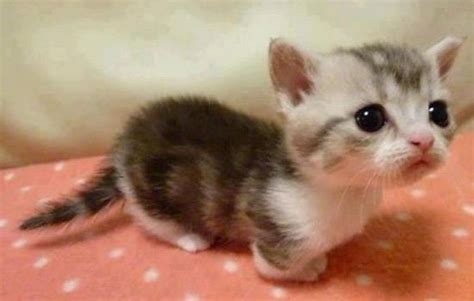 Cutest Kitten Ever Big head small body bobble head ...
