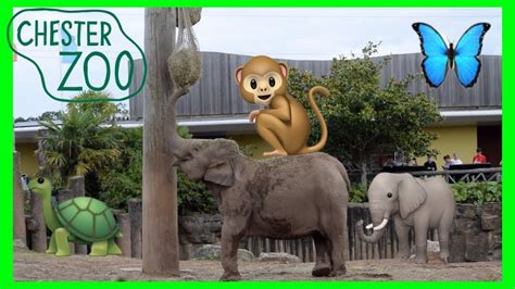 Order by december 10 to guarantee delivery by december 25. CHESTER ZOO & GIFT SHOP - YouTube