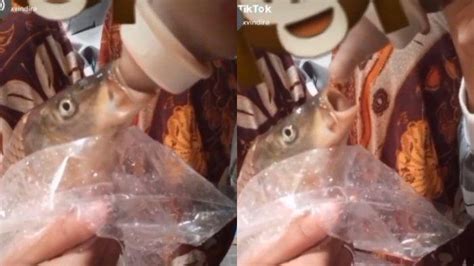 Lagi cari lagu tiktok viral terbaru 2021 biar ga ketinggalan tren dan masuk fyp? Viral Video TikTok Wanita Beri Susu pada Ikan, Akui Hanya ...