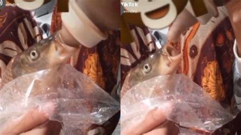 | ikan sultan #fyp #viral #foryoupage #kalimantan #indonesia Viral Video TikTok Wanita Beri Susu pada Ikan, Akui Hanya ...