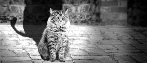 Maybe you would like to learn more about one of these? How to ACTUALLY Stop Cats from Fouling in Your Garden for ...