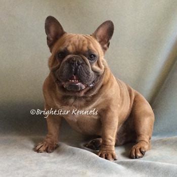 These magnificent french bulldogs are our family and we treat them as such. Colorado French Bulldog Breeder