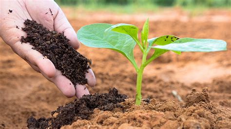 Top up the empty area. How To Use Worm Castings To Grow Huge, Healthy Plants ...