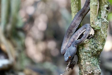 The specific remark is dreadfully unequivocal to interface here, however it was basically a long. Assuming it's a Shore Pit Viper? [Sungei Buloh, Singapore ...