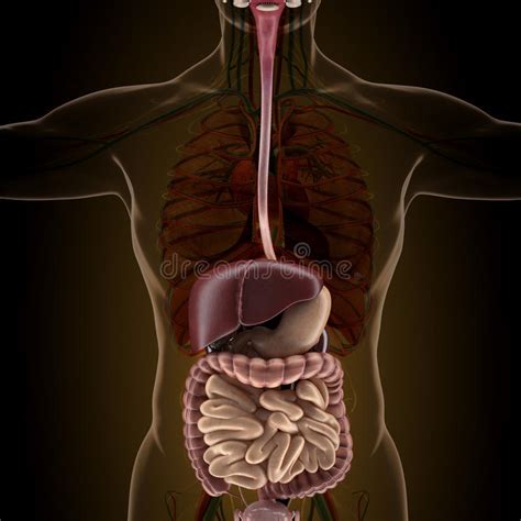 Widerspruch krankenkasse häusliche krankenpflege muster. Male Anatomy Diagram Appendix / Illustration Picture Of ...