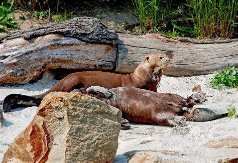 Zámek lešná se nachází v místní části zlína v areálu zoologické zahrady. ZOO a zámok Zlín - Lešná | SDEŤMI.com