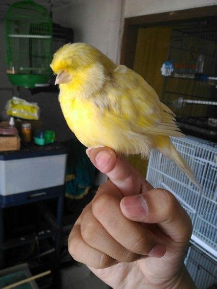 It is larger than many canaries measuring six and a half inches in length. Pin en animal