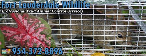 Once termites find their way into the walls of if need the best pest control fort lauderdale and are sick and tired of getting your walls destroyed by termites, getting eaten by bed bugs, or. Wild Animal Control Fort Lauderdale Wildlife Removal Pest ...