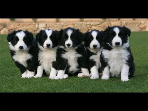 They were developed for herding sheep along the border between england and scotland. Border Collie - O cachorro mais inteligente do mundo - YouTube