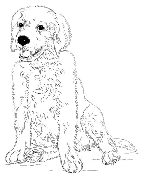 This coloring page features a picture of golden retriever puppy to color. Golden Retriever Coloring Page For Animal Lovers ...