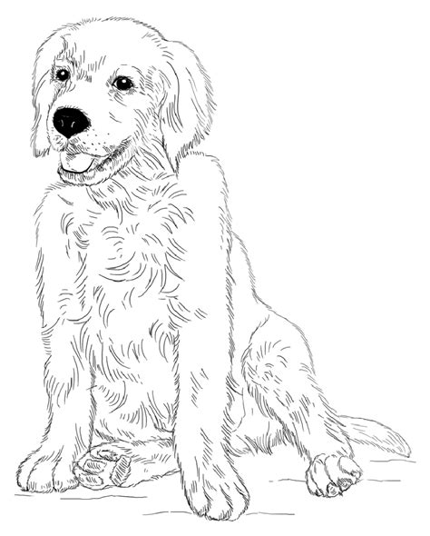 There are about 340 breeds of dogs ! Golden Retriever Coloring Page For Animal Lovers ...