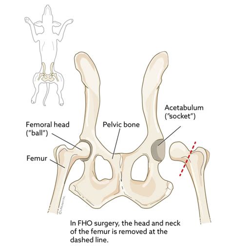 Want to learn more about it? Femoral Head Ostectomy (FHO) in Dogs | VCA Animal Hospital