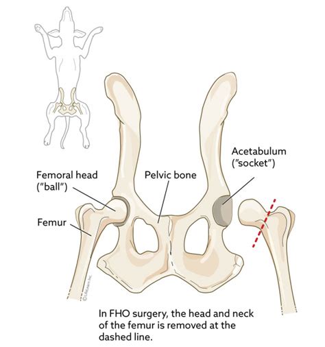 Bone tissue is made up of different types of bone cells. Femoral Head Ostectomy (FHO) in Dogs | VCA Animal Hospital