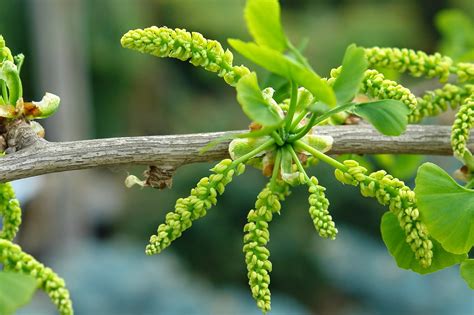 Ginkgo biloba, commonly known as ginkgo or gingko (both pronounced /ˈɡɪŋkoʊ/), also known as the maidenhair tree, is the only living species in the division ginkgophyta, all others being extinct. Kelas Ginkionae ~ Handes Scream