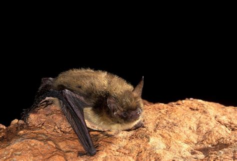 Dependable pest control from bug out. Why Bats Matter - Bat Week