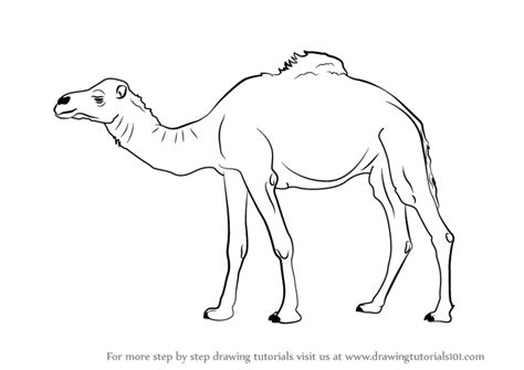 You can directly copy the dromedary camel in the above table. Learn How to Draw a Camel (Farm Animals) Step by Step ...