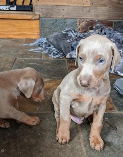 5 blue and tan and 5 black and tan. Ckc Doberman Puppies for Sale in Galloway, Ohio Classified ...