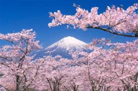 Sakura Festival in Chyoda Tickets, Mar 20, 2016 10:30:00 PM | Metooo