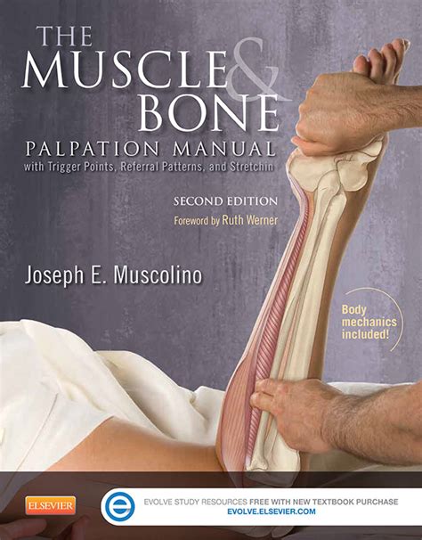 Furthermore, it protects the vital organs and in addition, different types of bones have a different structure according to their function. The Muscle and Bone Palpation Manual - Learn Muscles