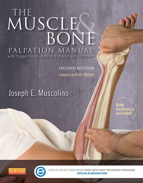 Origin and insertion of skeletal muscles. The Muscle and Bone Palpation Manual - Learn Muscles