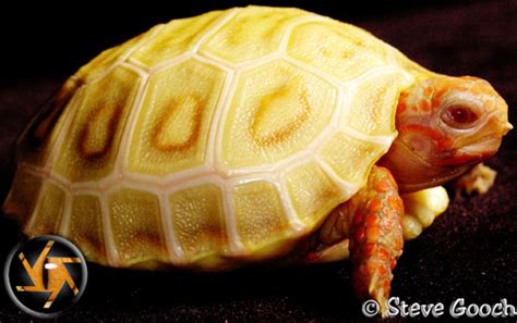Box turtles make interesting pets, but they're a bit more exotic than a dog or a cat. Red Foot Tortoise For Sale In Canada - Risala Blog