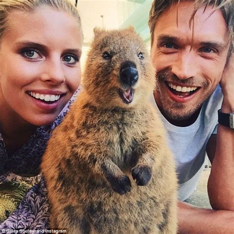 Adorable quokka selfie and rottnest island. Renae Ayris shares a snap with the adorable quokka on ...