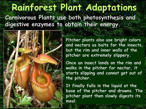 Another group of carnivorous plants whose members are almost exclusively found in southeast asia is the pitcher plant. PPT - Which Biome is home to the: PowerPoint Presentation ...