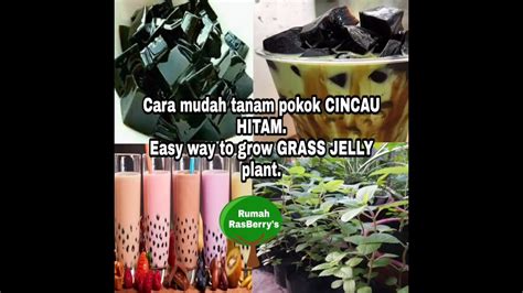 Anak pokok ini dalam proses pembesaran. Cara tanam pokok cincau hitam. Easy way to propagate grass ...