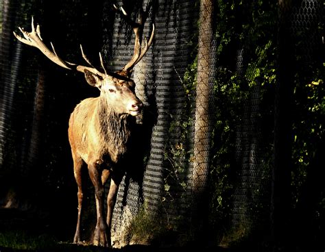 Die behandlung der nervosität hängt von der ursache ab. Innere Unruhe Foto & Bild | tiere, zoo, wildpark ...