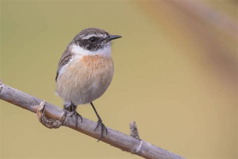 La tarabilla is an accommodation in castile and leon. TOP 5 Animales de Canarias (GUÍA 2019) - Canarias Confidencial