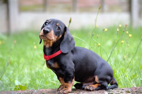 They are filled with natural white undied wool. Dachshund - Puppies, Rescue, Pictures, Information ...
