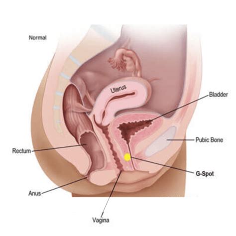 The noun project and file image). Finding the G Spot | BlackDoctor