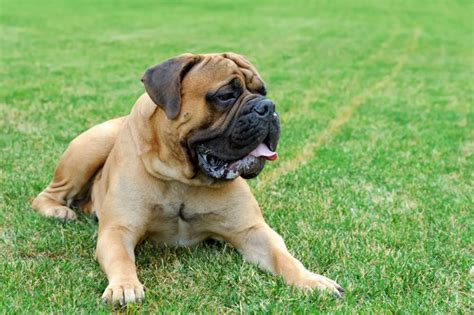 Evolution of the original bulldog. Mastiff Dog Breed Information, Pictures, Characteristics ...