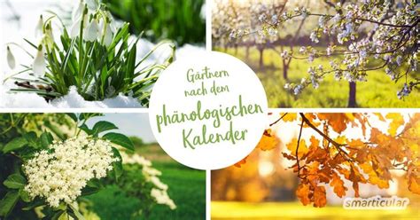 Die hitzeperioden sind vorbei, der baum, der sich noch im wachstum befindet und viel wasser braucht, kann so kaum mehr austrocknen, selbst wenn man mal vergessen sollte, ihn zu gießen. Phänologischer Kalender - die Natur zeigt dir, wann gesät ...