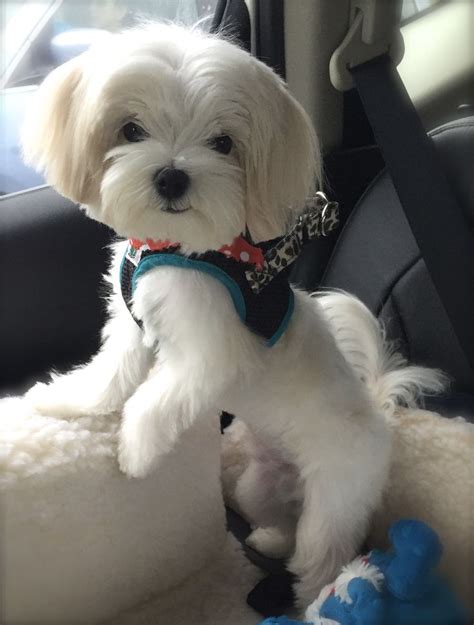 Find the perfect maltese haircuts stock photos and editorial news pictures from getty images. Pin on "POSH Business & Pleasure" the Blue & Pink Maltese Dog