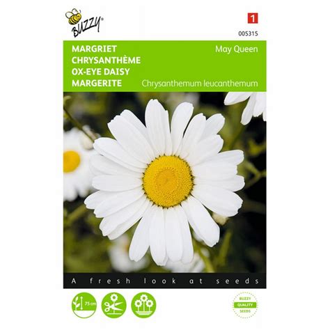 Daisy mae is a special character who debuted in animal crossing: May Queen - Daisy Chrysanthemum Flower seeds • Tuinzaden.eu