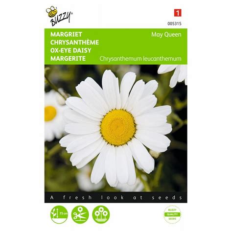 En 1977 empieza su trayectoria en solitario. May Queen - Daisy Chrysanthemum Flower seeds • Tuinzaden.eu