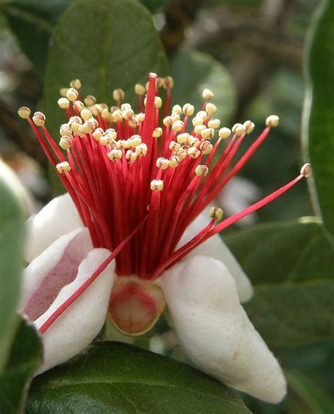 See more ideas about guava tree, guava, tree. Pineapple Guava Flower | Pineapple guava, Flowers, Guava