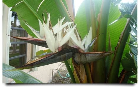 White bird of paradise | Paradise plant, Bird of paradise plant indoor, Birds of paradise plant