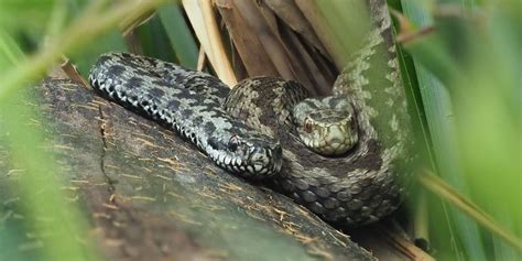 Hoggorm vipera berus european adder viper. Hoggorm | PELIAS Norsk Skadedyrkontroll