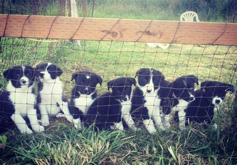 Check spelling or type a new query. Border Collie Puppies For Sale | Ferndale, WA #218271