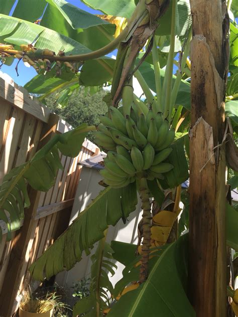 Flowers by sue, hilton head island, sc. Yes, we grow bananas on Hilton Head. Recently previewed ...