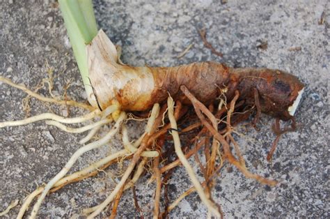 Maybe you would like to learn more about one of these? rhizome-racine-01 | Conseils Coaching Jardinage