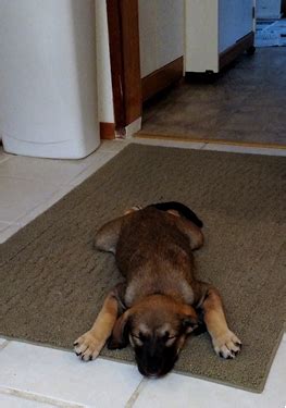 Dogs cats other pets shelters & rescues. Adopt a Pet of Shelton, WA