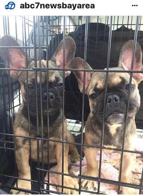 Rather than getting pure french bulldog puppies, i urge you to rescue one instead and save a life. Pin by Sherry Leduc on Dogs, Puppies and Wolves | Bulldog ...