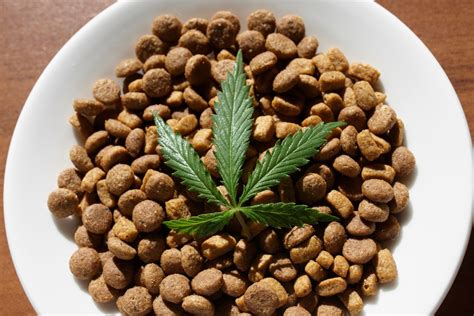 2 buy cbd oil az. The Complete Guide to using CBD oil for Cats | Cannabis wiki