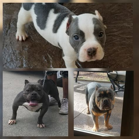 However they told me they had all types of pitbull puppies. American Bully Puppies For Sale | Raleigh, NC #283263