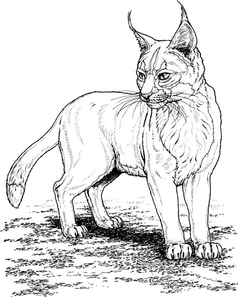 More than 100 cat coloring pages. Big Cat Coloring Pages