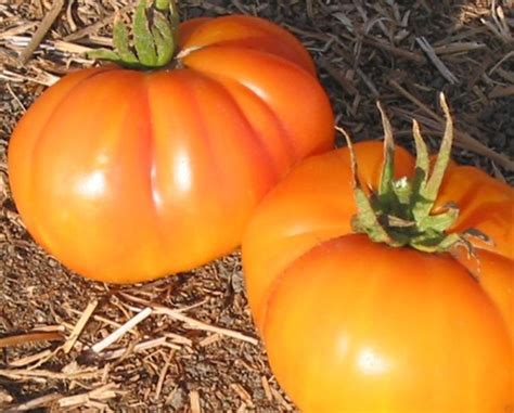 Tomato seeds are rich in vitamin a and vitamin c. Tennessee Surprise Organic Tomato Seeds | TomatoFest ...