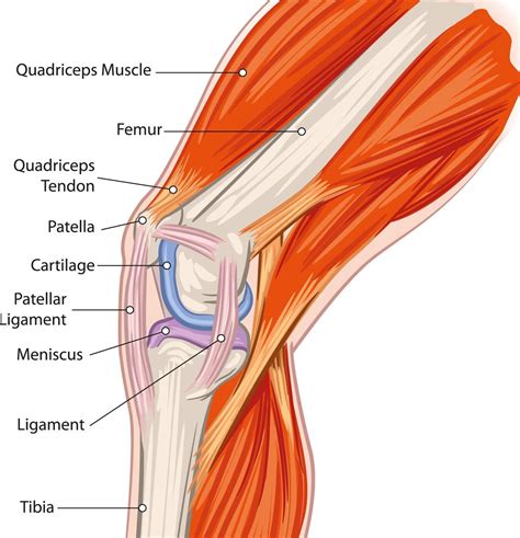 The hamstrings work together to flex the leg at the knee. A Labeled Diagram of the Knee With an Insight into Its Working